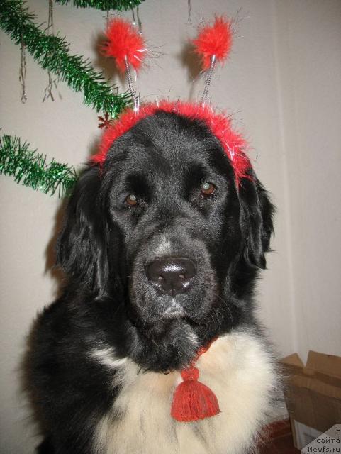 Фото: ньюфаундленд Mag Ispolin Elana (Маг Исполин Елана)