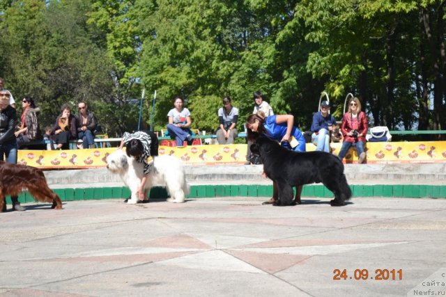 Фото: ньюфаундленд Sent Djons Rollex (Сент Джонс Роллекс)