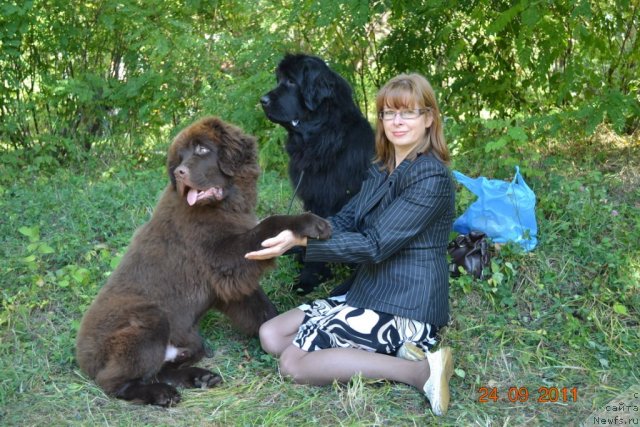 Фото: ньюфаундленд Aquatoriya Kelvin Riverdance (Акватория Келвин Риверданс), ньюфаундленд I'm Little Princess Midnight Bear