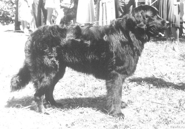 Фото: ньюфаундленд Nemrad Norma (Немрад Норма)