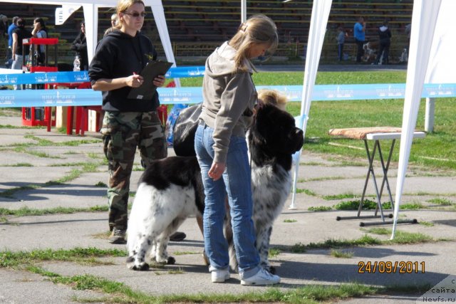 Фото: ньюфаундленд Plyushevaya Panda Stil'-Sankt-Peterburga (Плюшевая Панда Стиль-Санкт-Петербурга)