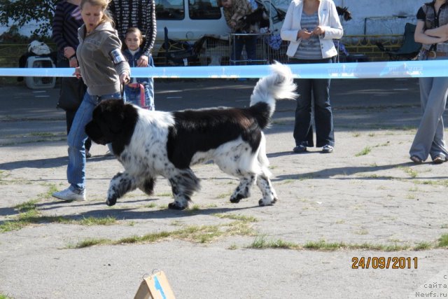 Фото: ньюфаундленд Plyushevaya Panda Stil'-Sankt-Peterburga (Плюшевая Панда Стиль-Санкт-Петербурга)