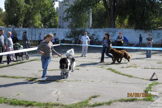 Фото: ньюфаундленд Plyushevaya Panda Stil'-Sankt-Peterburga (Плюшевая Панда Стиль-Санкт-Петербурга), ньюфаундленд Almaz Sozvezdie Istini