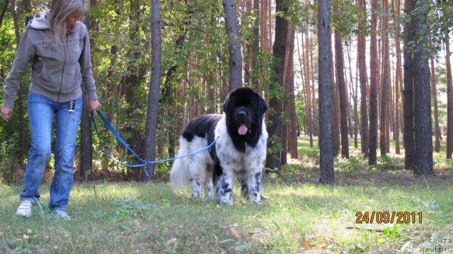 Фото: ньюфаундленд Plyushevaya Panda Stil'-Sankt-Peterburga (Плюшевая Панда Стиль-Санкт-Петербурга)