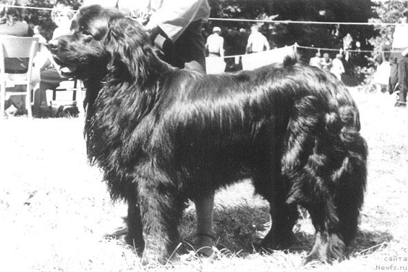 Фото: ньюфаундленд Amavi YEsmouk (Амави Эсмоук)