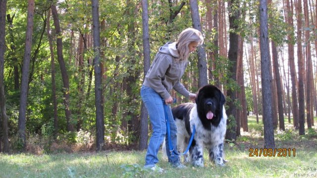 Фото: ньюфаундленд Plyushevaya Panda Stil'-Sankt-Peterburga (Плюшевая Панда Стиль-Санкт-Петербурга)