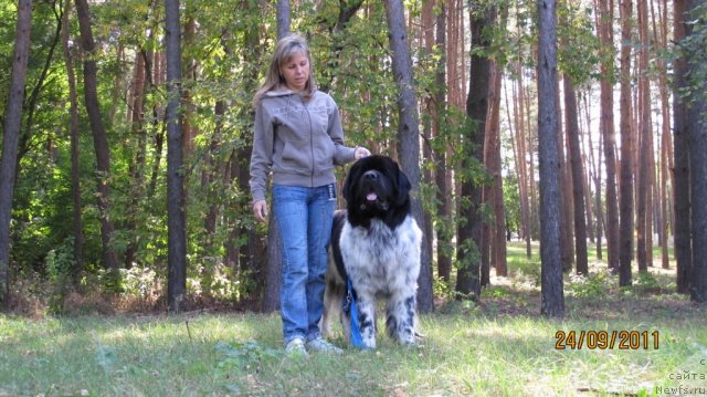 Фото: ньюфаундленд Plyushevaya Panda Stil'-Sankt-Peterburga (Плюшевая Панда Стиль-Санкт-Петербурга)