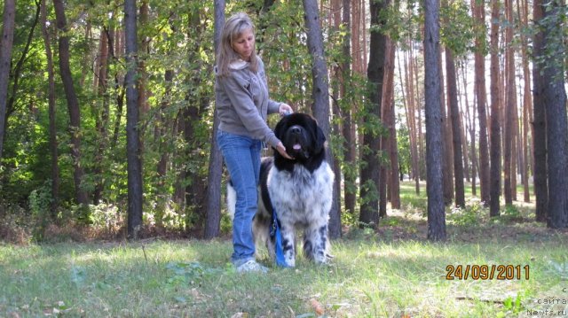 Фото: ньюфаундленд Plyushevaya Panda Stil'-Sankt-Peterburga (Плюшевая Панда Стиль-Санкт-Петербурга), Svetlana Moroz (Светлана Мороз)