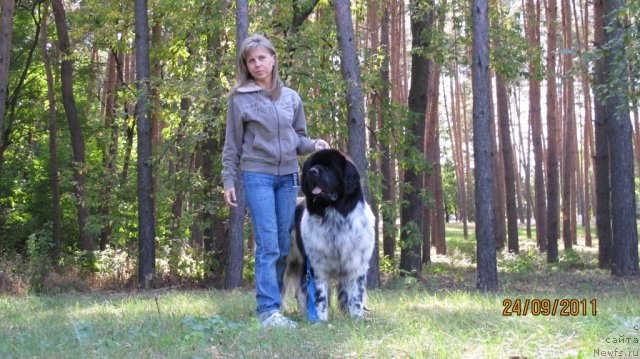 Фото: ньюфаундленд Plyushevaya Panda Stil'-Sankt-Peterburga (Плюшевая Панда Стиль-Санкт-Петербурга), Svetlana Moroz (Светлана Мороз)