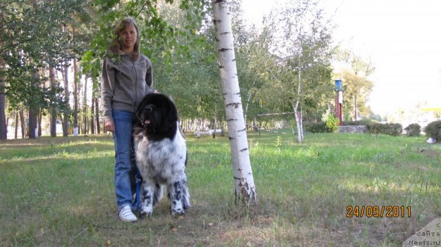 Фото: ньюфаундленд Plyushevaya Panda Stil'-Sankt-Peterburga (Плюшевая Панда Стиль-Санкт-Петербурга), Svetlana Moroz (Светлана Мороз)