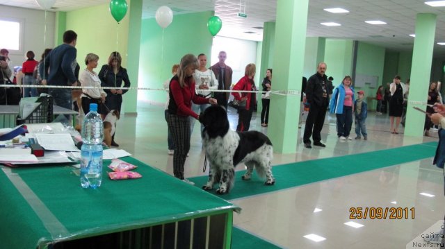 Фото: ньюфаундленд Plyushevaya Panda Stil'-Sankt-Peterburga (Плюшевая Панда Стиль-Санкт-Петербурга)