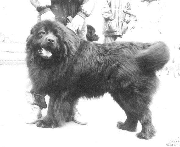 Фото: ньюфаундленд CHingay SHey Lor (Чингай Шей Лор)