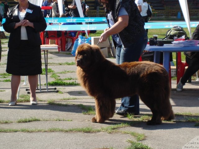 Фото: ньюфаундленд Almaz Sozvezdie Istini
