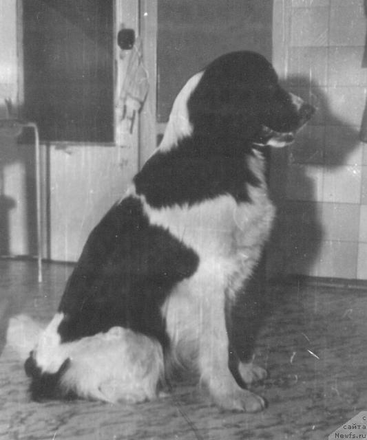 Фото: ньюфаундленд Riksha (Рикша)