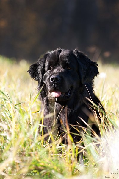Фото: ньюфаундленд Zvezda Udachi ot Marleon Dusvik (Звезда Удачи от Марлеон Дусвик)
