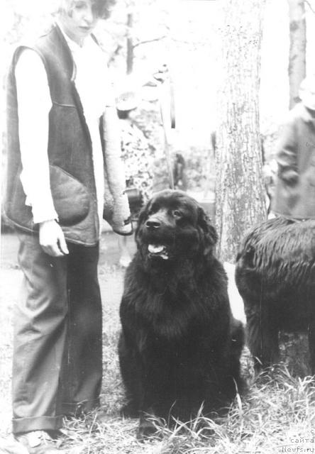 Фото: ньюфаундленд Panda Bey (Панда Бей)