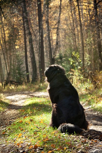 Фото: ньюфаундленд Zvezda Udachi ot Marleon Dusvik (Звезда Удачи от Марлеон Дусвик)