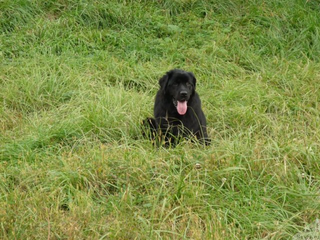 Фото: ньюфаундленд Nessi Blyek s  Lesnoy Zaimki (Несси Блэк с  Лесной Заимки)