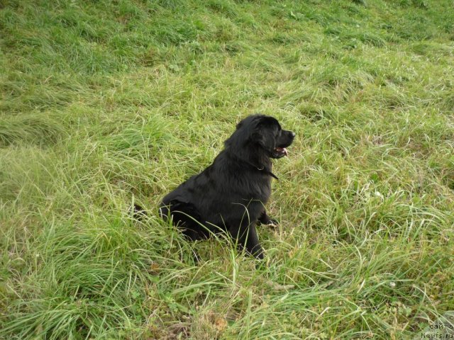 Фото: ньюфаундленд Nessi Blyek s  Lesnoy Zaimki (Несси Блэк с  Лесной Заимки)