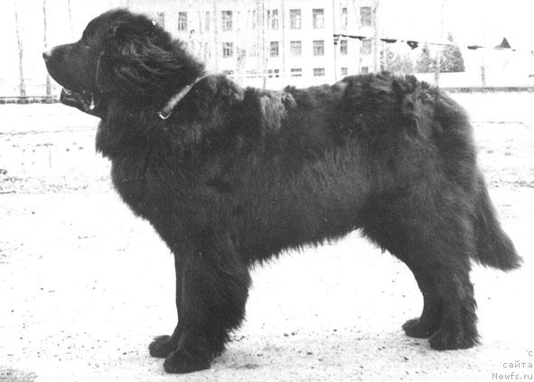 Фото: ньюфаундленд Teodor Baness Ugr (Теодор Банесс Угр)