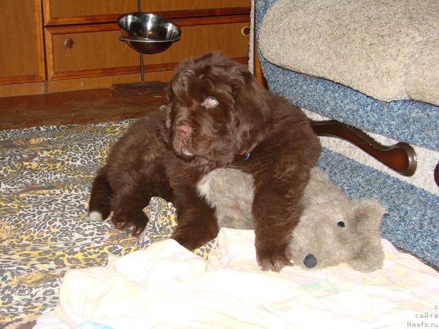 Фото: ньюфаундленд Obush SHed YAntarnyiy Poceluy (Обуш Шед Янтарный Поцелуй)