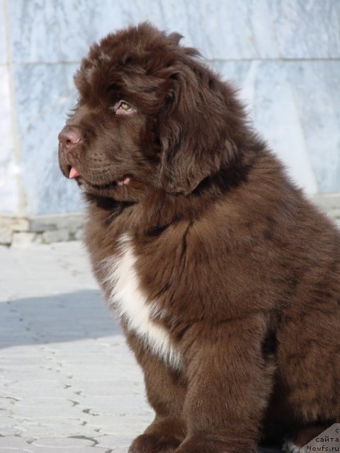 Фото: ньюфаундленд Obush SHed YAntarnyiy Poceluy (Обуш Шед Янтарный Поцелуй)