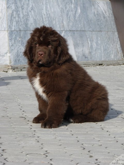 Фото: ньюфаундленд Obush SHed YAntarnyiy Poceluy (Обуш Шед Янтарный Поцелуй)