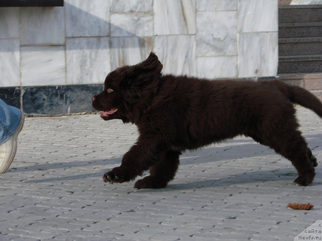 Фото: ньюфаундленд Obush SHed YAntarnyiy Poceluy (Обуш Шед Янтарный Поцелуй)