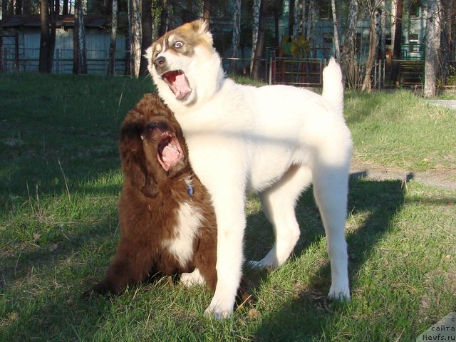 Фото: ньюфаундленд Obush SHed YAntarnyiy Poceluy (Обуш Шед Янтарный Поцелуй)