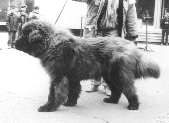 Фото: ньюфаундленд YAn Braun Janye Barri Biye (Ян Браун Жанэ Барри Биэ)