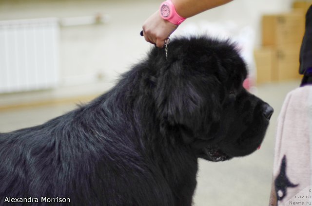 Фотография № 77880