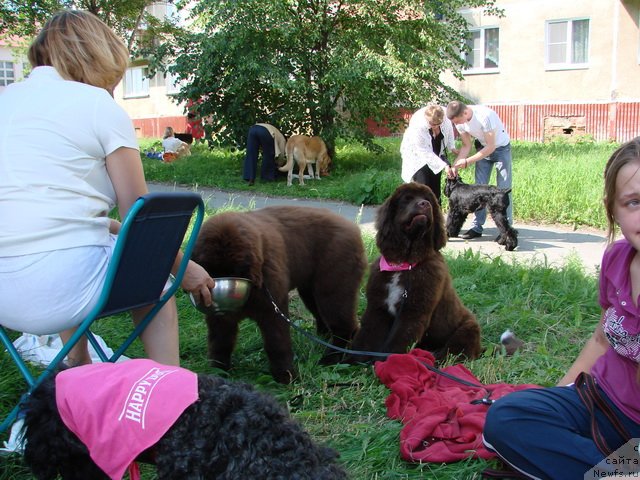 Фото: ньюфаундленд Obush Shed Yakutia (Обуш Шед Якутия), ньюфаундленд Obush SHed YAntarnyiy Poceluy (Обуш Шед Янтарный Поцелуй)