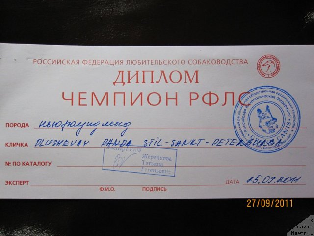 Фото: ньюфаундленд Plyushevaya Panda Stil'-Sankt-Peterburga (Плюшевая Панда Стиль-Санкт-Петербурга)