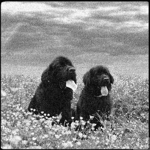 Фото: ньюфаундленд Sent Djons Esenin (Сент Джонс Есенин), ньюфаундленд Potap Paris (Потап Парис)