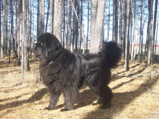 Фото: ньюфаундленд Karat iz Medvejyego Yara (Карат из Медвежьего Яра)