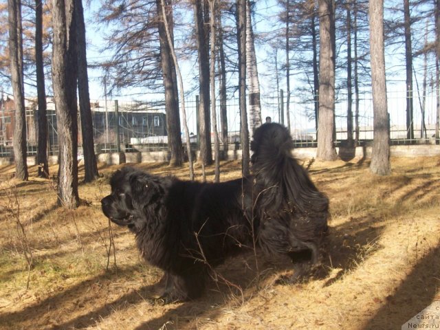 Фото: ньюфаундленд Yarada iz Sibirskoy Glubinki (Ярада из Сибирской Глубинки)