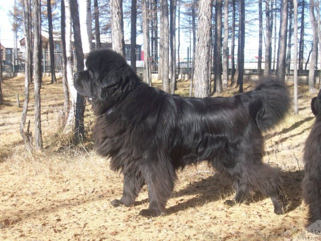 Фото: ньюфаундленд Karat iz Medvejyego Yara (Карат из Медвежьего Яра)