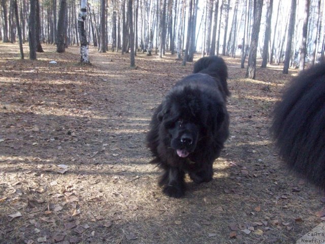 Фото: ньюфаундленд Yarada iz Sibirskoy Glubinki (Ярада из Сибирской Глубинки)