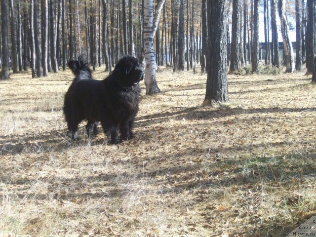 Фото: ньюфаундленд Yarada iz Sibirskoy Glubinki (Ярада из Сибирской Глубинки)
