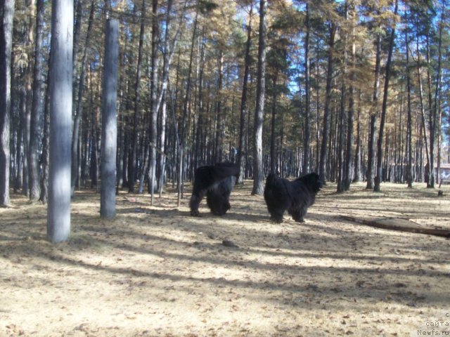 Фото: ньюфаундленд Karat iz Medvejyego Yara (Карат из Медвежьего Яра), ньюфаундленд Yarada iz Sibirskoy Glubinki (Ярада из Сибирской Глубинки)