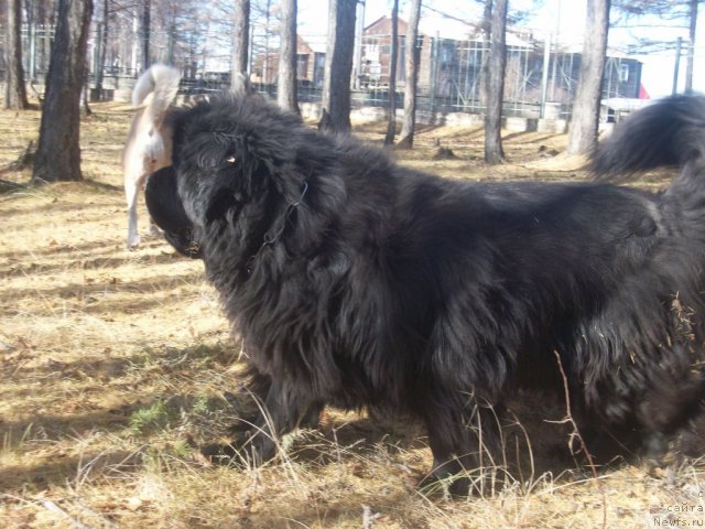 Фото: ньюфаундленд Yarada iz Sibirskoy Glubinki (Ярада из Сибирской Глубинки)