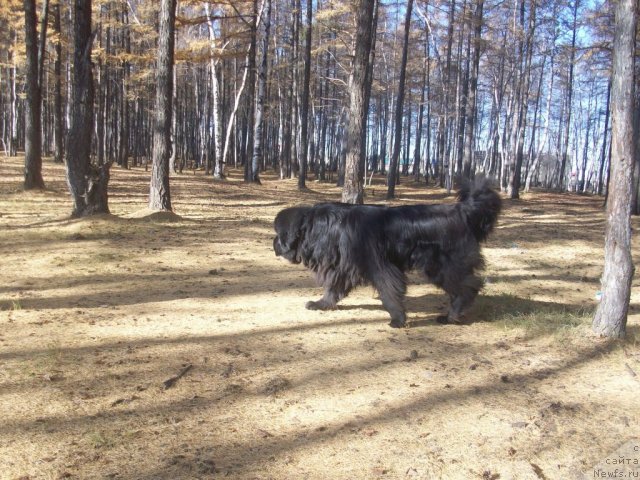 Фото: ньюфаундленд Karat iz Medvejyego Yara (Карат из Медвежьего Яра)