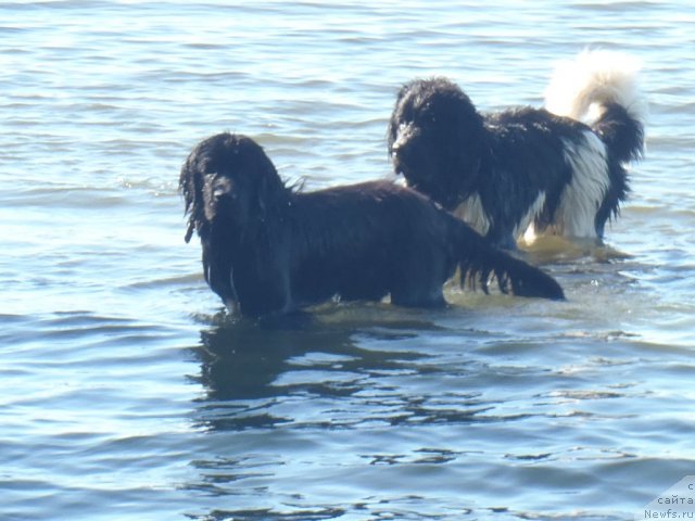 Фото: ньюфаундленд Jyerminal' Lui Filippa (Жэрминаль Луи Филиппа), ньюфаундленд Jan Konkistador (Жан Конкистадор)