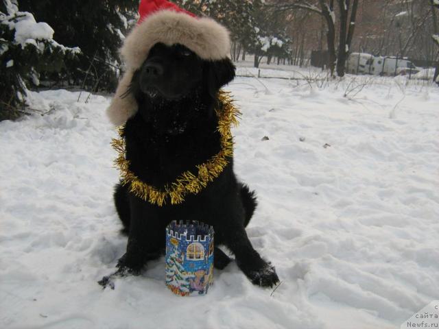 Фото: ньюфаундленд Jenev'ev Garni Ledyen (Женевьев Гарни Ледэн)