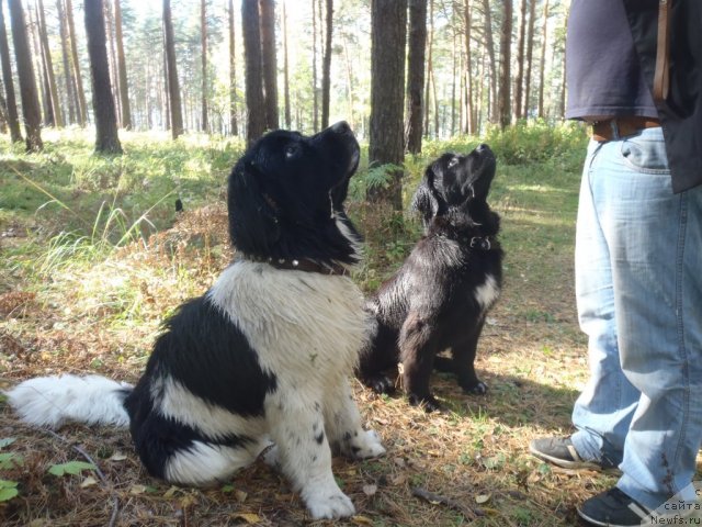 Фото: ньюфаундленд Jan Konkistador (Жан Конкистадор), ньюфаундленд Jyerminal' Lui Filippa (Жэрминаль Луи Филиппа)