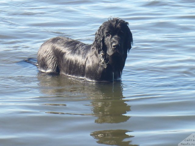 Фото: ньюфаундленд Jyerminal' Lui Filippa (Жэрминаль Луи Филиппа)