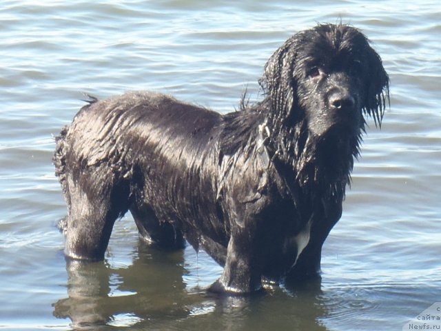 Фото: ньюфаундленд Jyerminal' Lui Filippa (Жэрминаль Луи Филиппа)