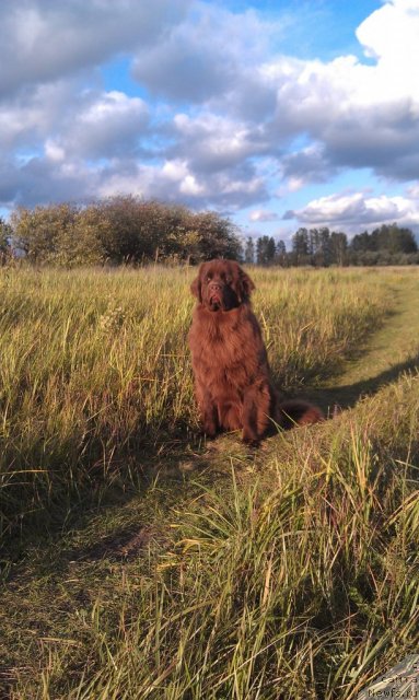 Фото: ньюфаундленд Bagryanaya Osen' iz Arkaima (Багряная Осень из Аркаима)