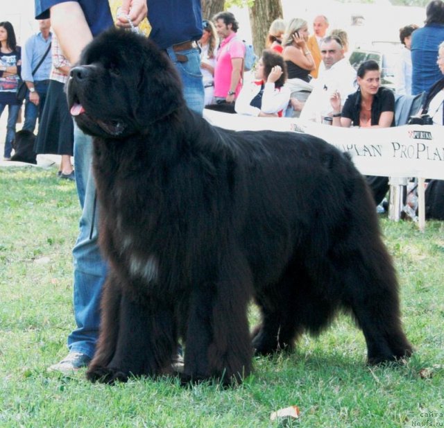 Фото: ньюфаундленд Black Clouds Criminal Minds at Stealbears