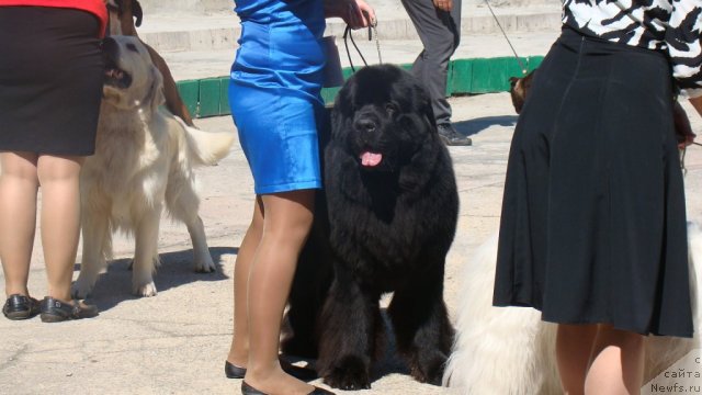 Фото: ньюфаундленд Sent Djons Rollex (Сент Джонс Роллекс)